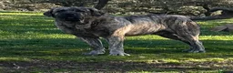 Mastín Español perros en venta: Semental Mastín Español  - Anuncio 3