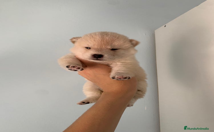 Shiba Inu perros - Propaganda 2