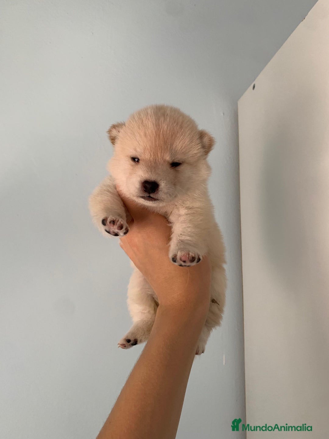 Shiba Inu perros en venta: Hembrita blanca  - Imagen 1