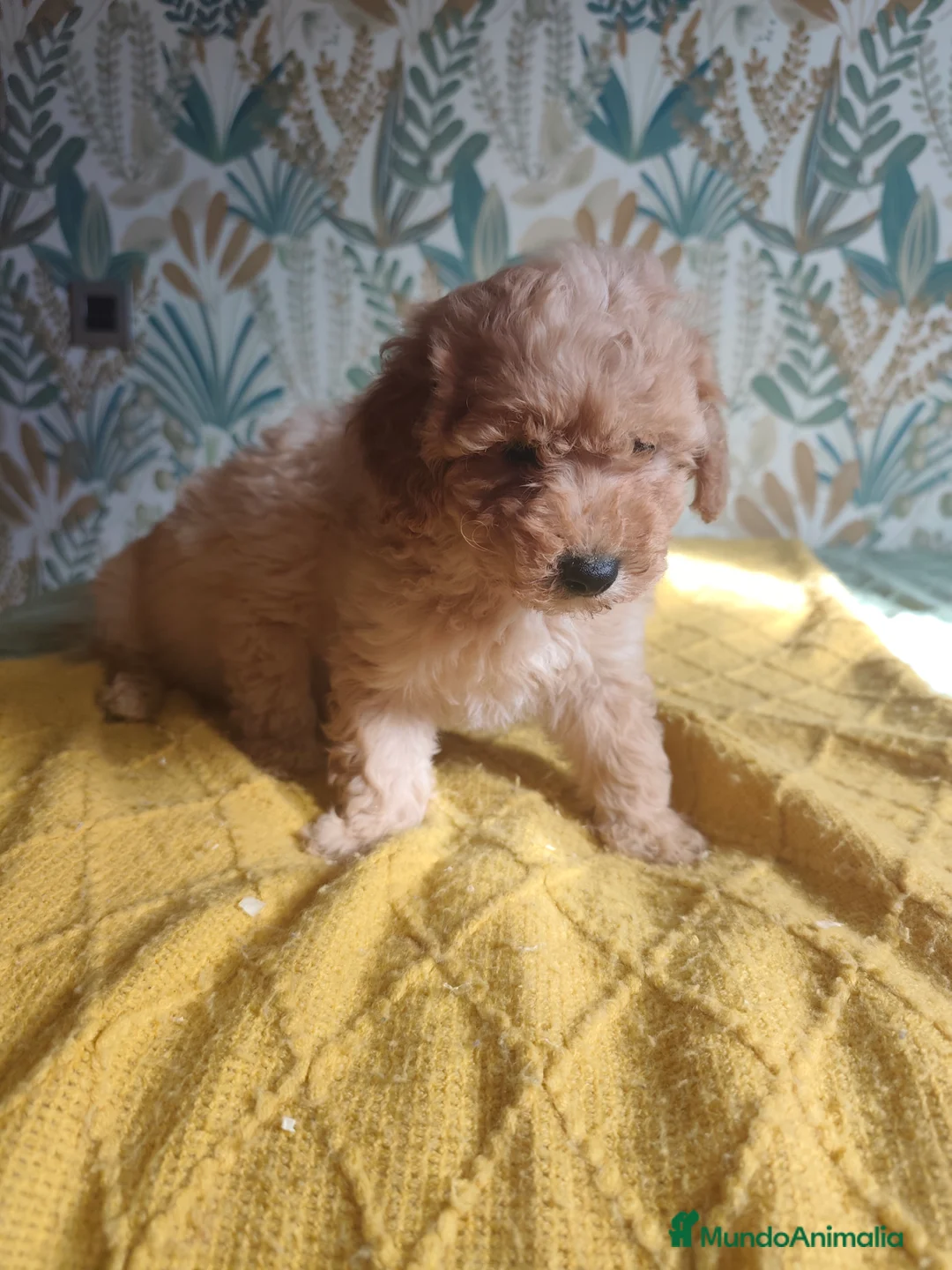 Caniche Toy perros en venta: Machitos caniche toy - Anuncio 2