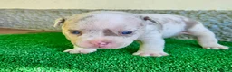 American Bully perros en venta: American Bully Pocket  - Anuncio 15