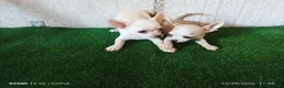 Chihuahua perros en venta: cachorritos de chihuahua - Anuncio 5