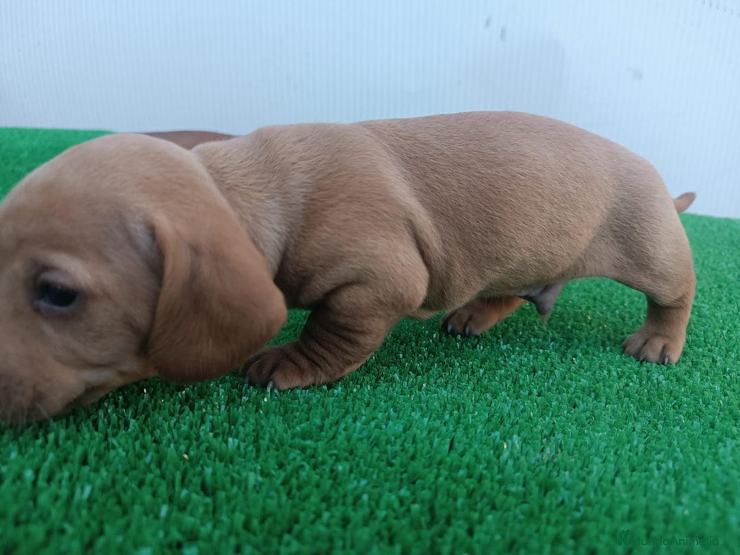 Teckel perros en venta: Teckel kanichen  - Anuncio 7