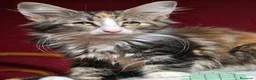 Bosque de Noruega gatos en venta: Bosques de Noruega  - Anuncio 11