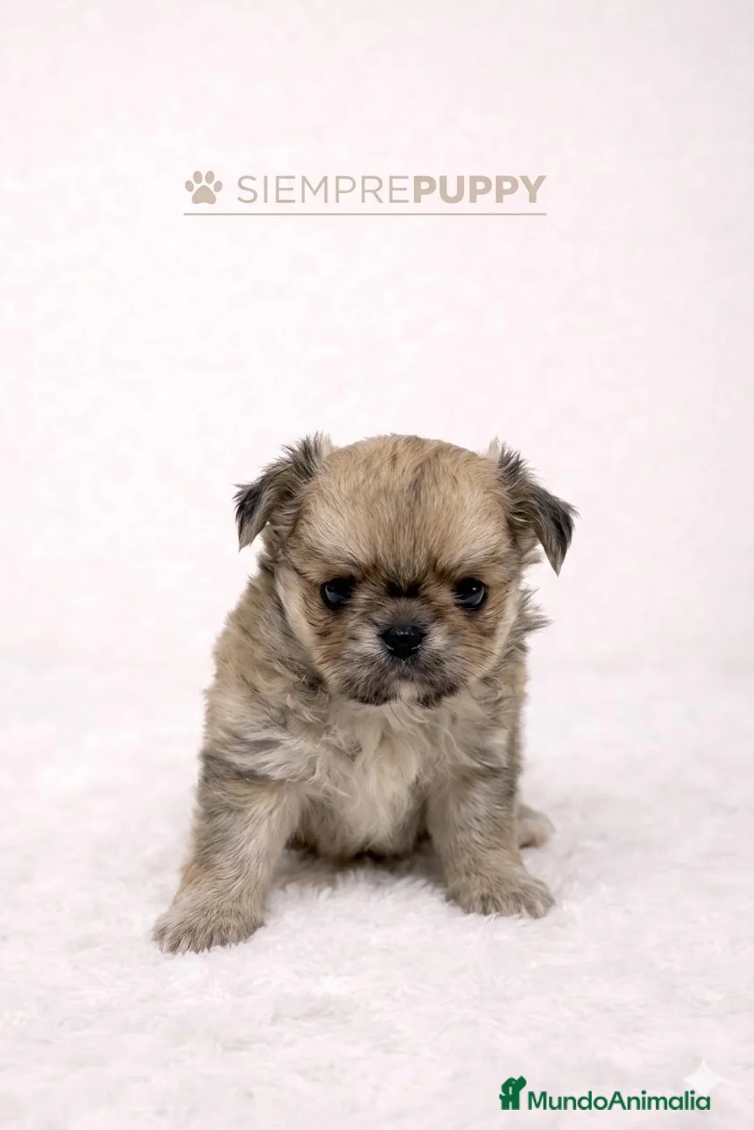 Chihuahua perros en venta: CHIHUAHUA TOY PELO LARGO - Anuncio 2
