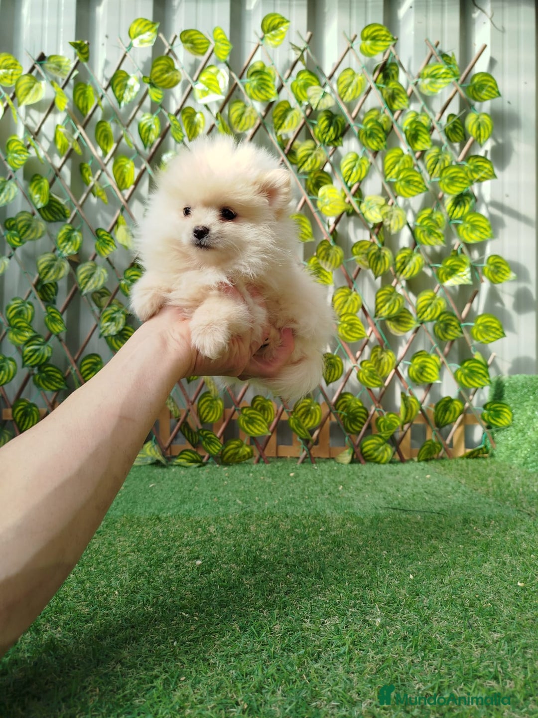 Pomerania perros en venta: Lulú de pomerania toy  - Anuncio 2