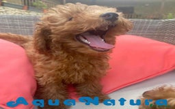 Caniche Enano perros en venta: Caniche Hembra Virgi AQUANATURA - Imagen 4