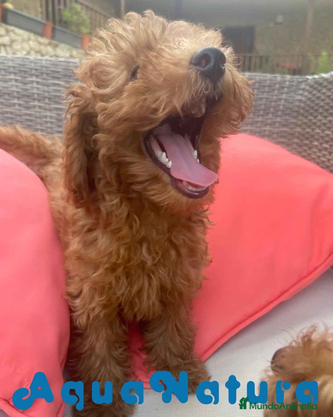 Caniche Enano perros en venta: Caniche Hembra Virgi AQUANATURA - Imagen 4
