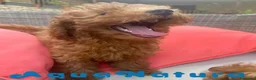 Caniche Enano perros en venta: Caniche Hembra Virgi AQUANATURA - Anuncio 4