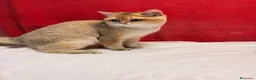 Británico de Pelo Corto gatos en venta: Precioso British Golden dorado - Anuncio 8
