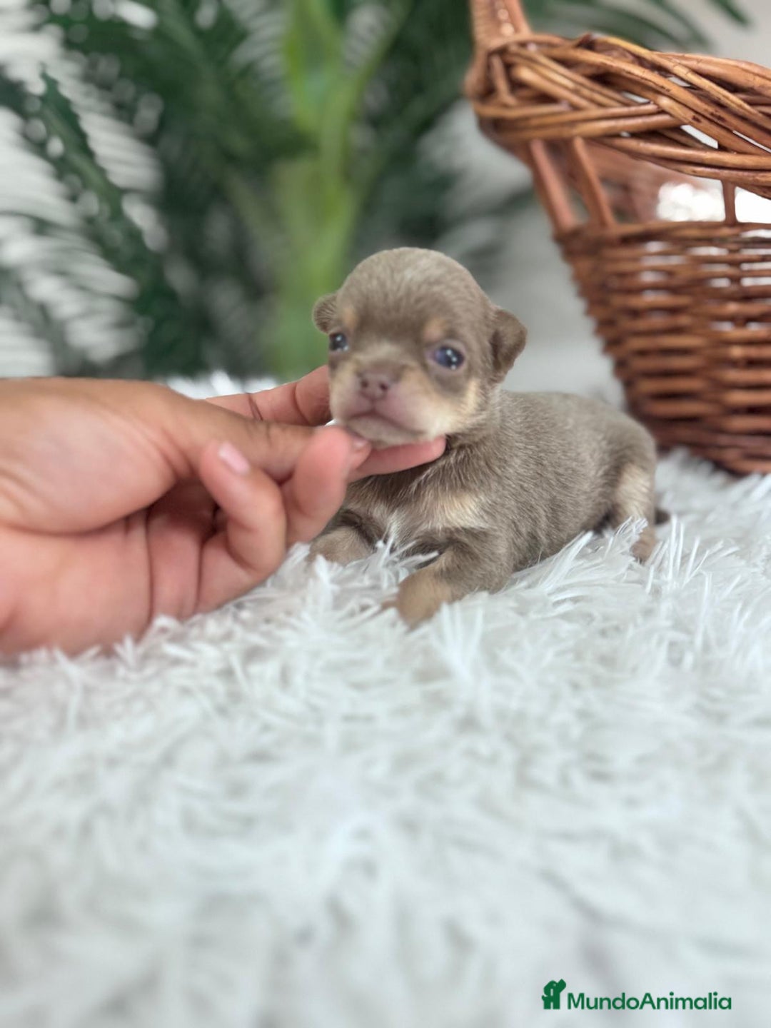 Chihuahua perros en venta: CHIHUAHU LILAC AND TAN - Imagen 4