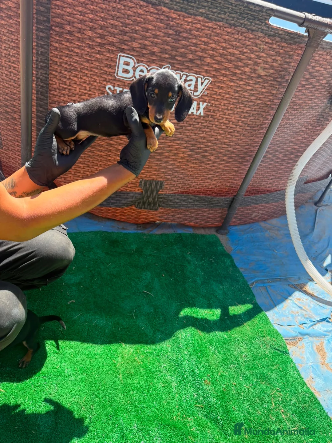 Teckel Miniatura perros en venta: Teckel mini  - Anuncio 8