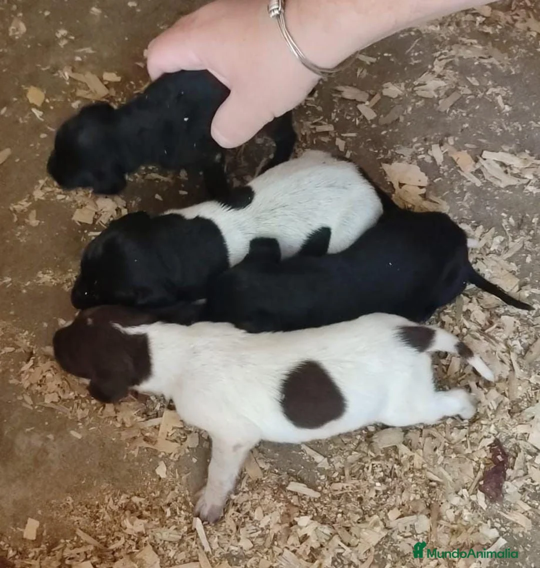 Braco Alemán de Pelo Corto perros en venta: Braco Alemán  - Anuncio 2