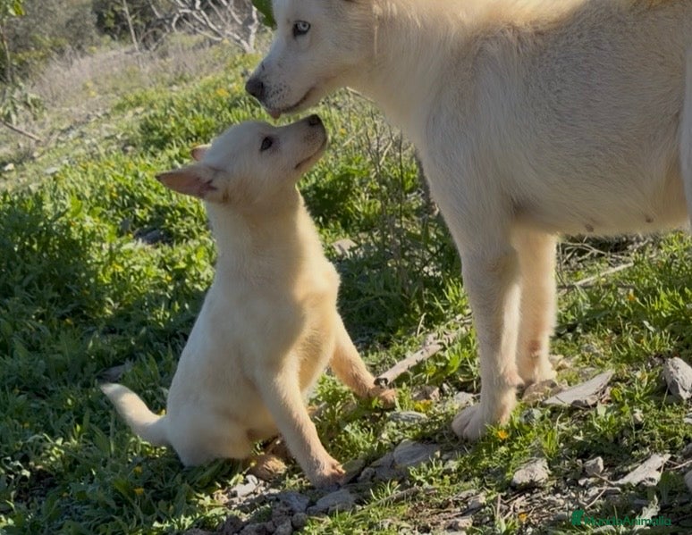 Husky Siberiano perros Husky siberiano  - Anuncio 1