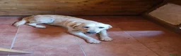 Golden Retriever perros en venta: GOLDEN  - Anuncio 4