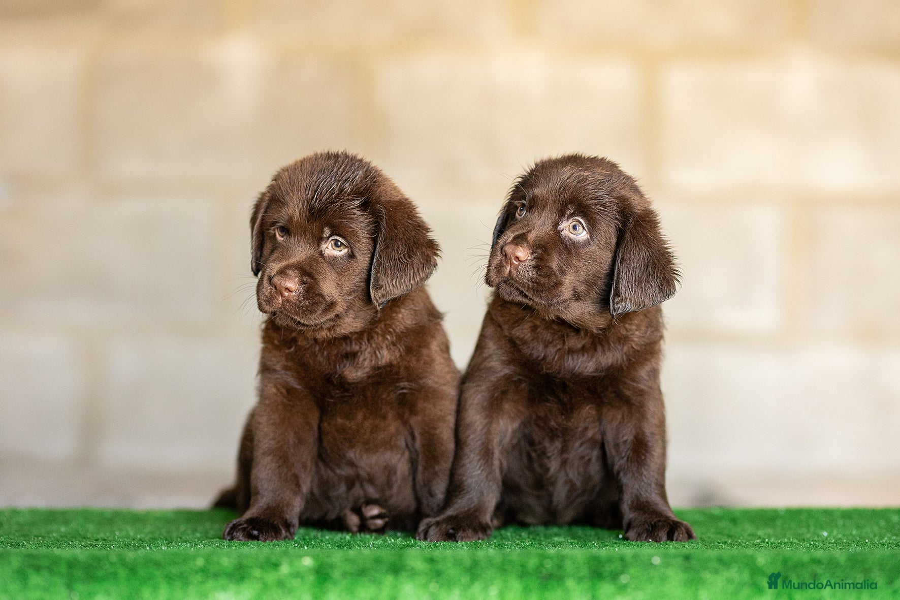 Labrador Retriever perros LABRADOR CHOCOLATE DISPONIBLE - Anuncio 1