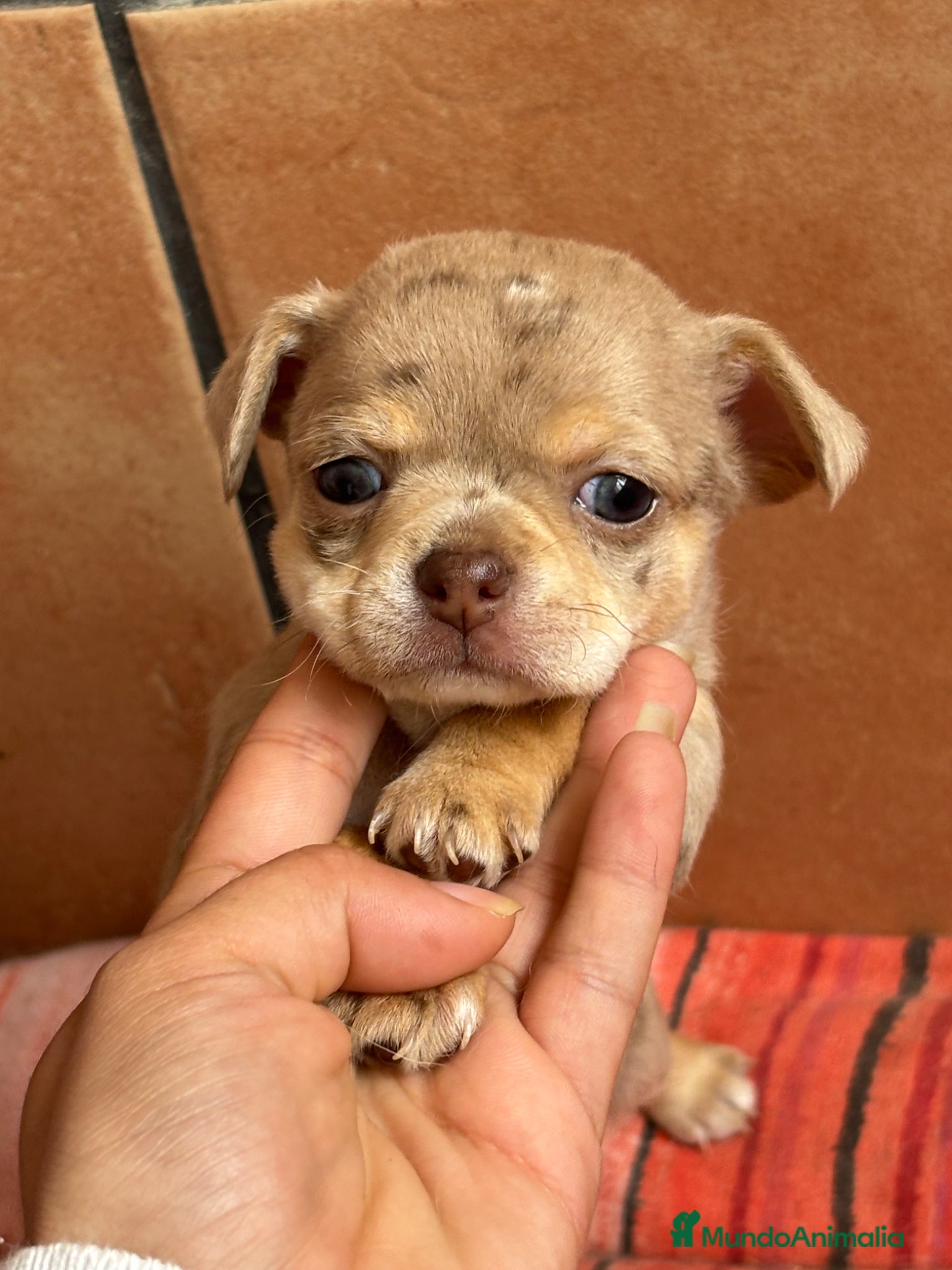 Chihuahua perros Chihuahua merle hembra🩷🐶🐾 - Anuncio 2