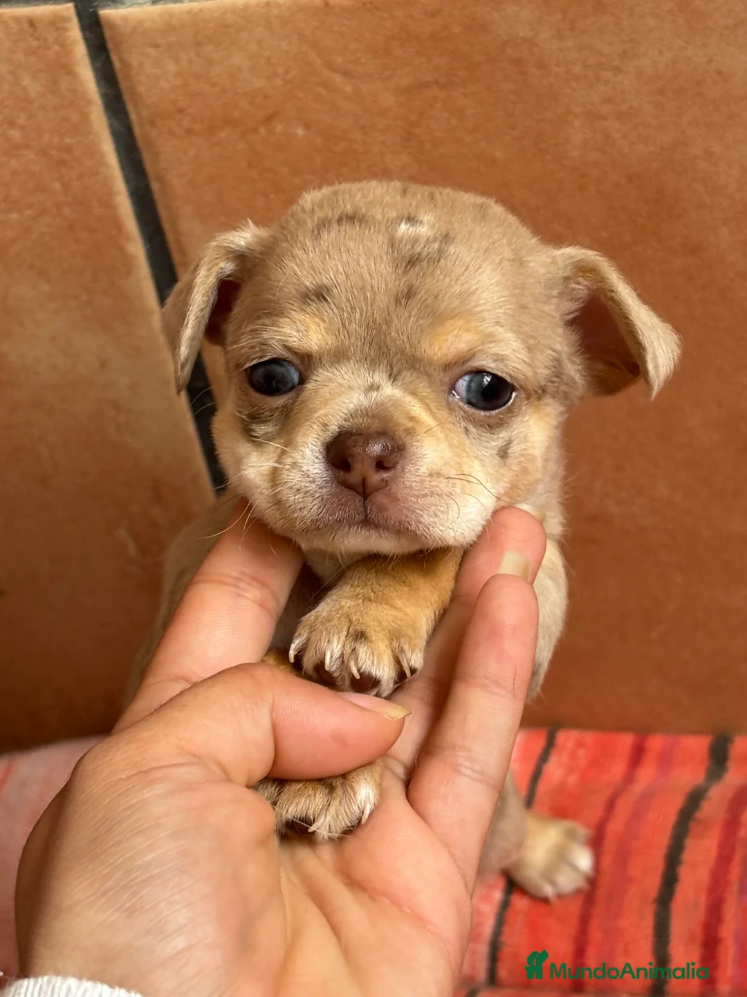 Chihuahua perros en venta: Chihuahua merle hembra🩷🐶🐾 - Anuncio 1
