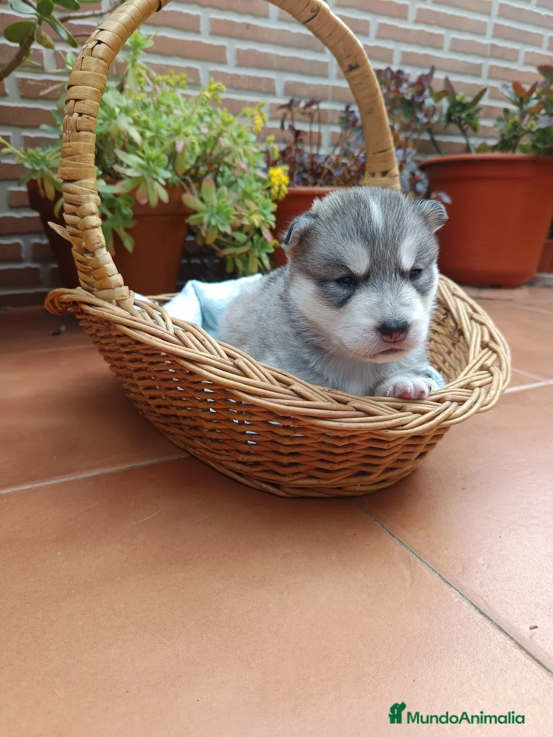 Husky Siberiano perros en venta: Husky siberiano  - Anuncio 2