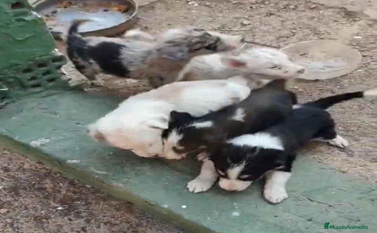 Border Collie perros - Anuncio 1