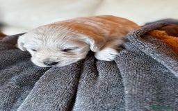 Golden Retriever perros en venta: NUEVAS CAMADAS GOLDEN RETRIEVER  - Imagen 1