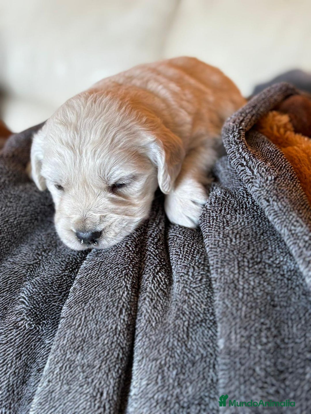 Golden Retriever perros en venta: NUEVAS CAMADAS GOLDEN RETRIEVER  - Imagen 1
