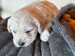Golden Retriever perros - Anuncio 15