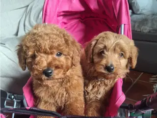 Goldendoodle perros GOLDENDOODLE - Anuncio 7