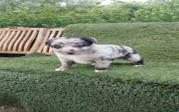Border Collie perros en venta: Border Collie Merle - Imagen 3