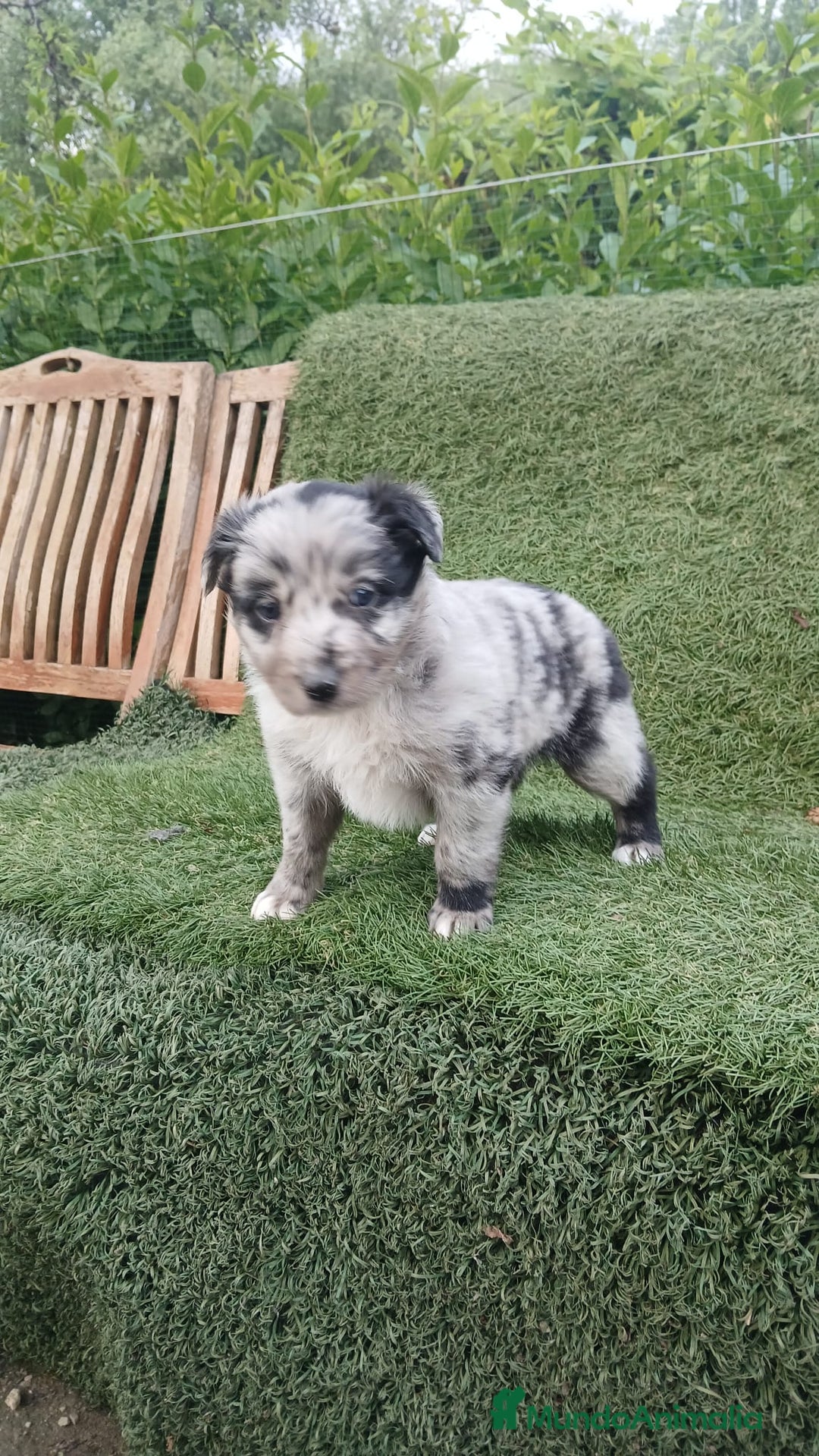 Border Collie perros en venta: Border Collie Merle - Imagen 3
