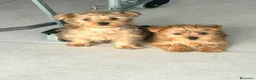 Yorkshire Terrier perros en venta: Yorkshire dorado - Anuncio 2