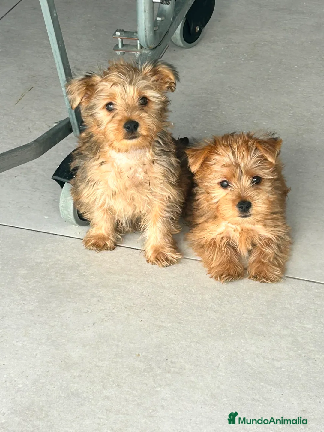 Yorkshire Terrier perros en venta: Yorkshire dorado - Anuncio 2
