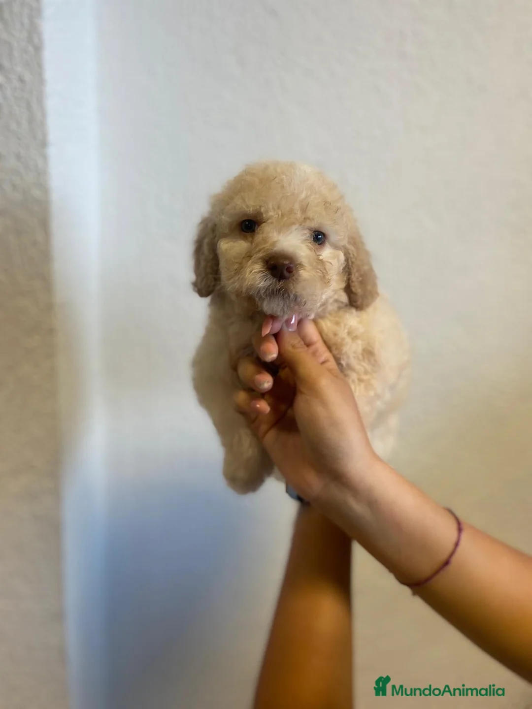 Perro de Agua Español perros en venta: Cachorros de Perro de Agua Español 🐾 - Anuncio 3