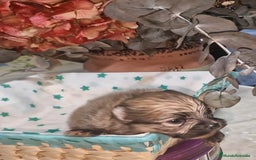 Pomerania perros en venta: Pomeranias toy - Imagen 2