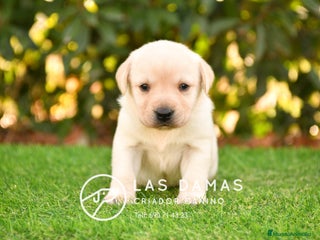 Labrador Retriever perros - Anuncio 22
