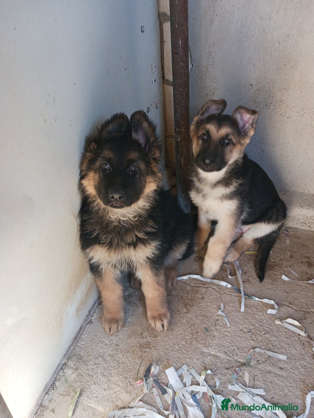 Pastor Alemán perros en venta: Pastor aleman - Anuncio 2