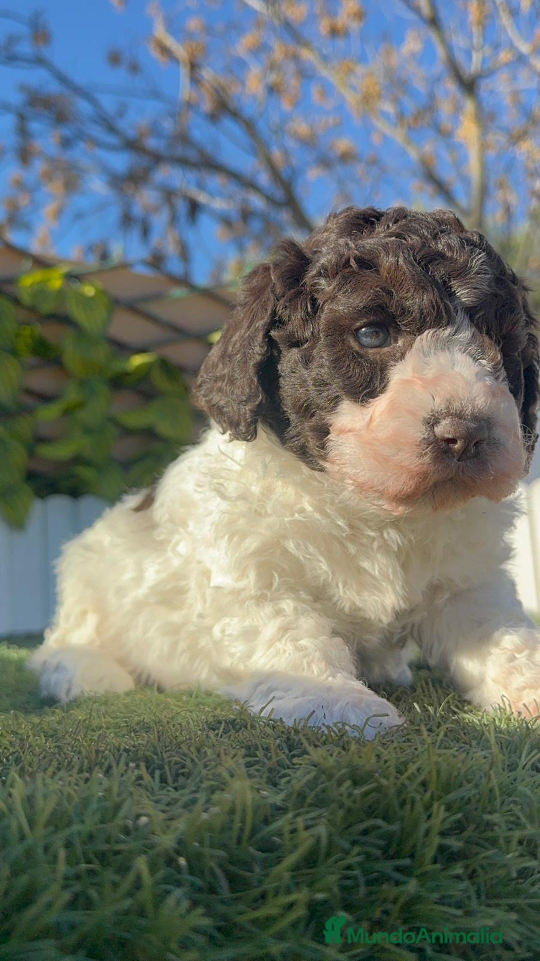 Perro de Agua Español perros en venta: PERRO ESPAÑOL AGUA ESPAÑOL - Anuncio 3