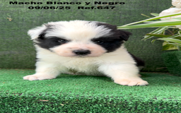 Border Collie perros en venta: BORDER COLLIE DE VILLA BIZNAGA - Imagen 36