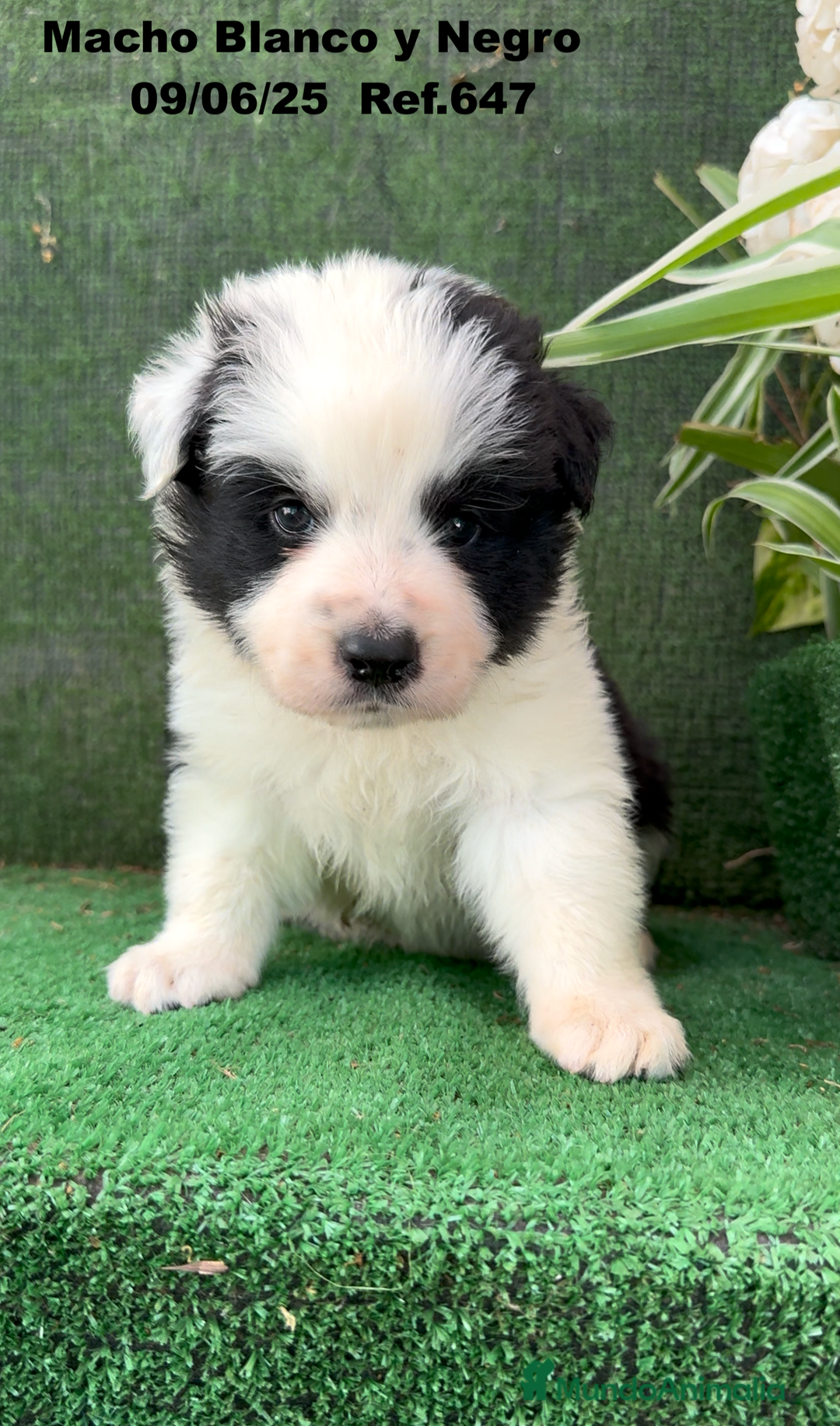 Border Collie perros en venta: BORDER COLLIE DE VILLA BIZNAGA - Imagen 36