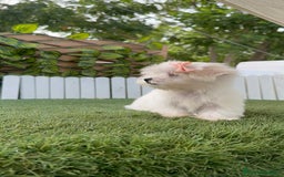 Bichón Maltés perros en venta: BICHON MALTES HEMBRA ENVIO A TODA ESPAÑA - Imagen 6