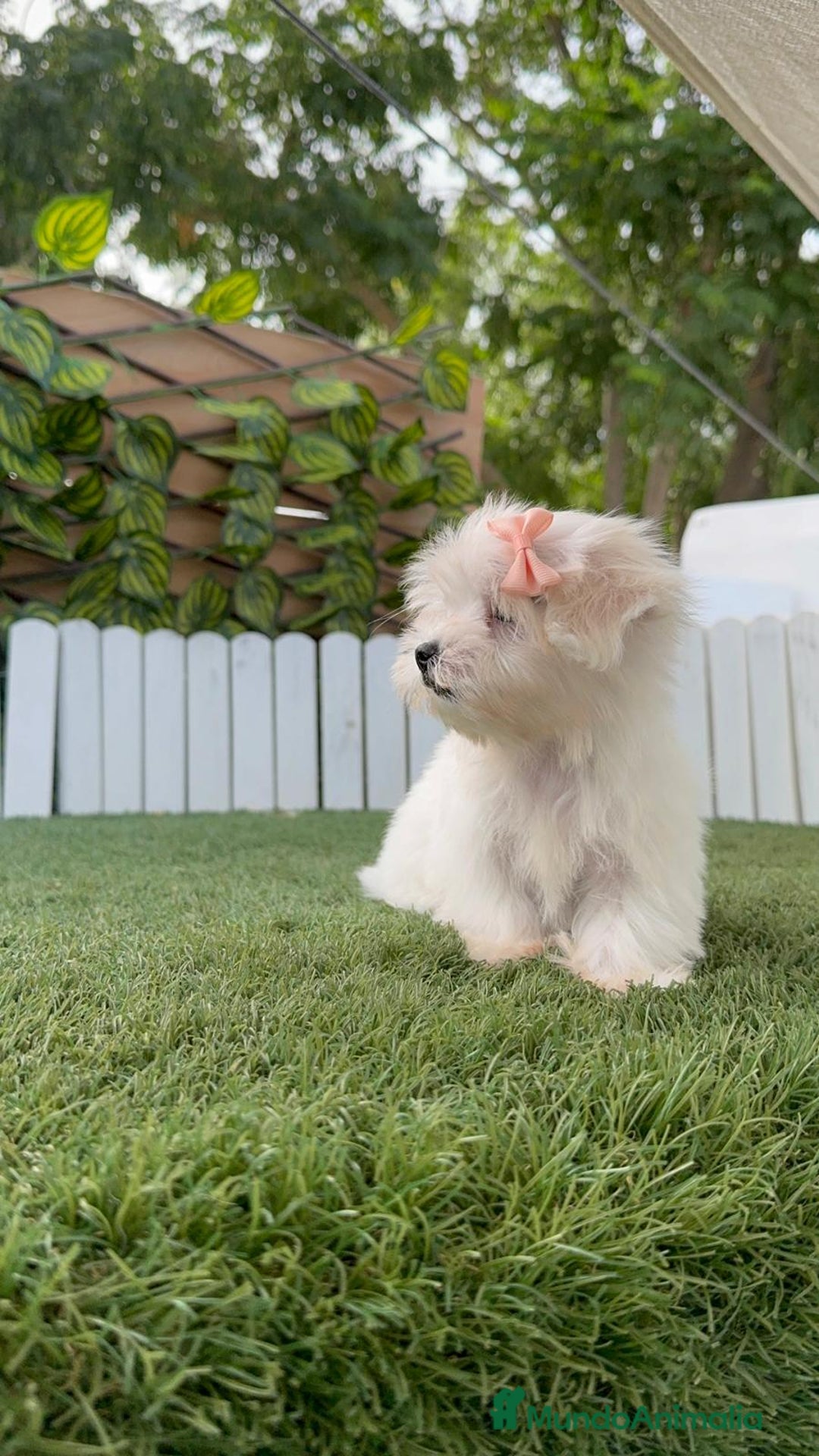 Bichón Maltés perros en venta: BICHON MALTES HEMBRA ENVIO A TODA ESPAÑA - Imagen 6
