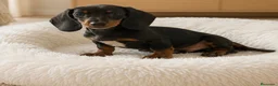Teckel Miniatura perros en venta: Precioso teckel negro fuego - Anuncio 2