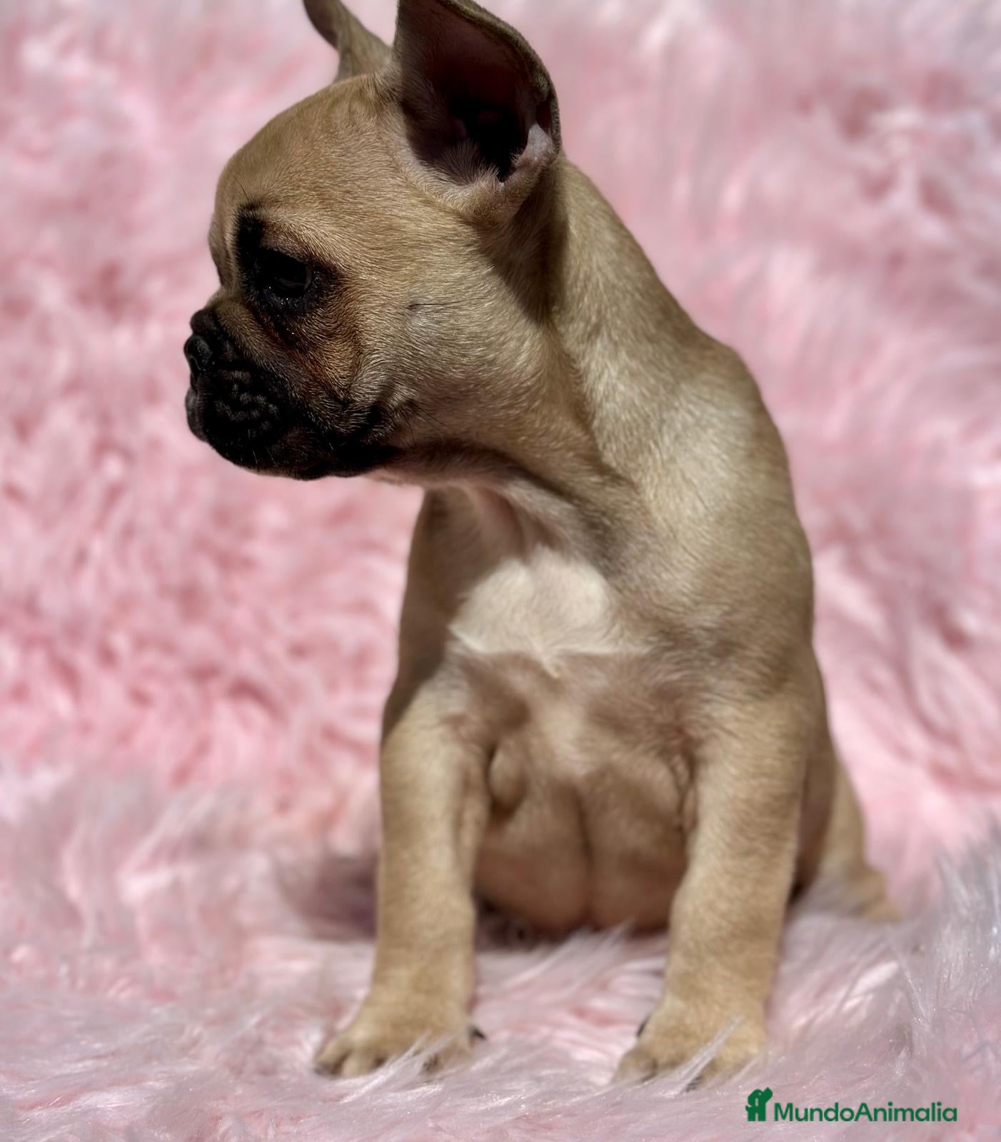 Bulldog Francés perros PRECIOSA HEMBRA FAWN BULLDOG FRANCES - Anuncio 19