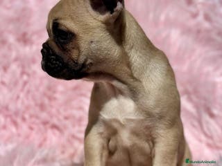 Bulldog Francés perros PRECIOSA HEMBRA FAWN BULLDOG FRANCES - Anuncio 33