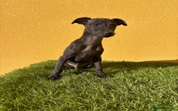 Pequeño Lebrel Italiano perros en venta: piccolo lebrel italiano galgito - Imagen 12