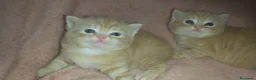 Británico de Pelo Corto gatos en venta: OFERTA POR TIEMPO LIMITADO. 2 gatitos britanicos - Anuncio 3