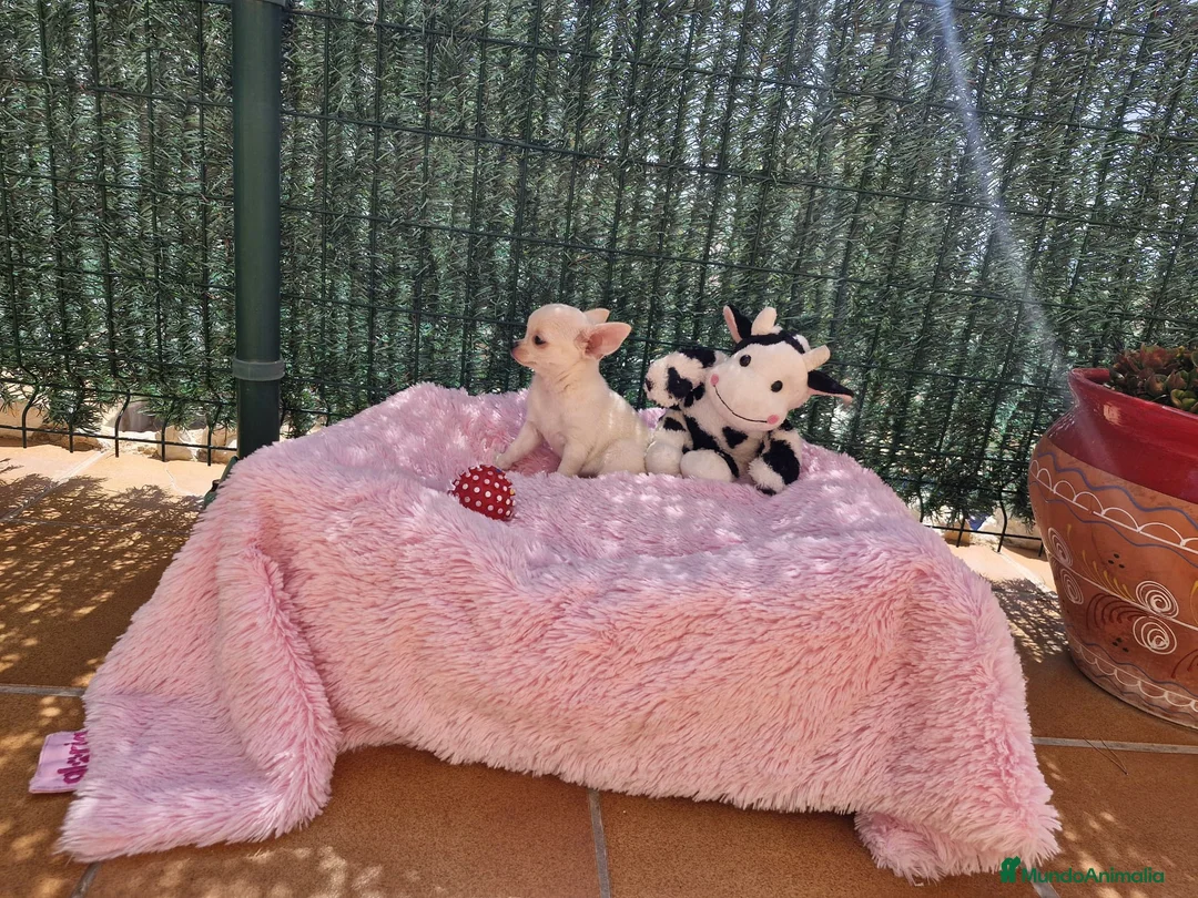 Chihuahua perros en venta: Chihuahuas espectaculares en Barcelona - Anuncio 3