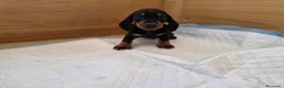 Teckel Miniatura perros en venta: TECKEL MINIATURA & KANNINCHEN - Anuncio 2