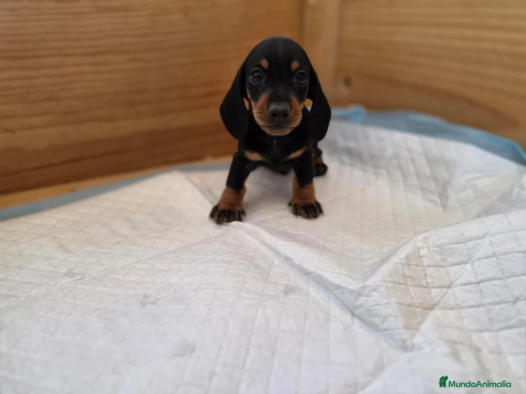 Teckel Miniatura perros en venta: TECKEL MINIATURA & KANNINCHEN - Anuncio 2