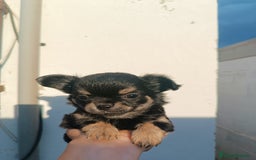 Chihuahua perros en venta: Chihuahuas - Imagen 13